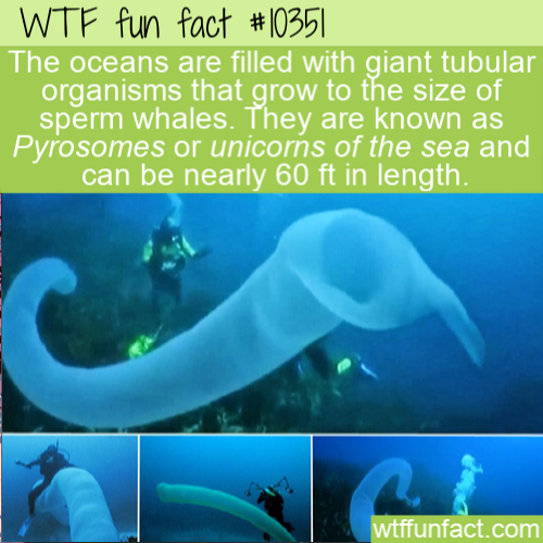 creepy whale - Wtf fun fact The oceans are filled with giant tubular organisms that grow to the size of sperm whales. They are known as Pyrosomes or unicorns of the sea and can be nearly 60 ft in length. wtffunfact.com