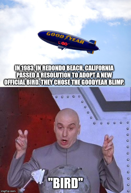 dr evil laser - Good Year Eco In 1983. In Redondo Beach, California Passed A Resolution To Adopt A New Official Bird. They Chose The Goodyear Blimp. o o o o o o o o o o o o o o o "Bird" o o imgflip.com