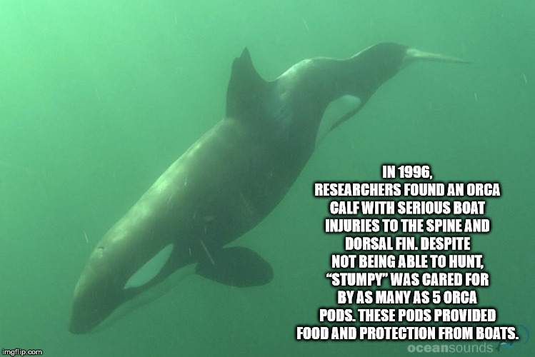 alpesh patel - In 1996, Researchers Found An Orca Calf With Serious Boat Injuries To The Spine And Dorsal Fin. Despite Not Being Able To Hunt, "Stumpy" Was Cared For By As Many As 5 Orca Pods. These Pods Provided Food And Protection From Boats. oceansound