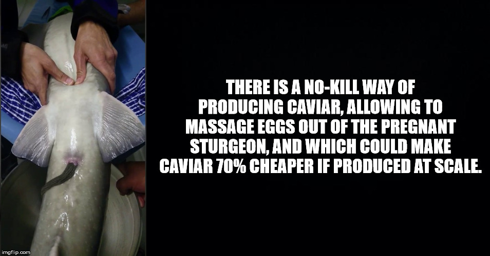 college liberal meme - There Is A NoKill Way Of Producing Caviar, Allowing To Massage Eggs Out Of The Pregnant Sturgeon, And Which Could Make Caviar 70% Cheaper If Produced At Scale. imgflip.com