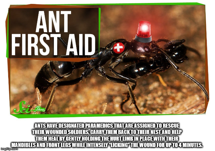 ant paramedics - Ant First Aid Ants Have Designated Paramedics That Are Assigned To Rescue Their Wounded Soldiers. Carry Them Back To Their Nest And Help Them Heal By Gently Holding The Hurt Limb In Place With Their Mandibles And Front Legs While Intensel