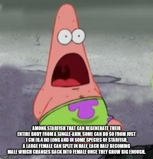 patrick star sitting - Among Starfish That Can Regenerate Their Entire Body From A SingleArm, Some Can Do So From Just 1CM Coa Ino Long And In Some Species Of Starfish, A Large Female Can Split In Half Each Half Becoming Male Which Changes Back Into Femal