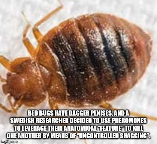 bed bugs nyc - Bed Bugs Have Dagger Penises, Anda Swedish Researcher Decided To Use Pheromones To Leverage Their Anatomical "Feature" To Kill One Another By Means Of Uncontrolled Shagging. implip.com