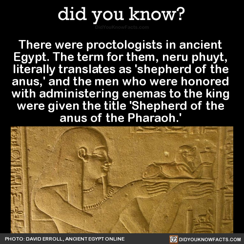 shepherd of the anus - did you know? DidYouKnowFacts.com There were proctologists in ancient Egypt. The term for them, neru phuyt, literally translates as 'shepherd of the anus,' and the men who were honored with administering enemas to the king, were giv