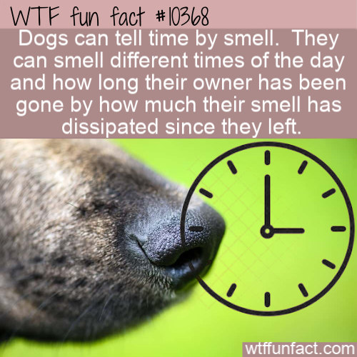 snout - Wtf fun fact Dogs can tell time by smell. They can smell different times of the day and how long their owner has been gone by how much their smell has dissipated since they left. wtffunfact.com