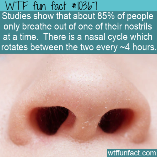 lip - Wtf fun fact Studies show that about 85% of people only breathe out of one of their nostrils at a time. There is a nasal cycle which rotates between the two every ~4 hours. wtffunfact.com