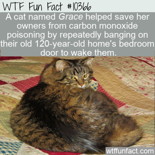 photo caption - Wtf Fun Fact A cat named Grace helped save her owners from carbon monoxide poisoning by repeatedly banging on their old 120yearold home's bedroom door to wake them. wtffunfact.com