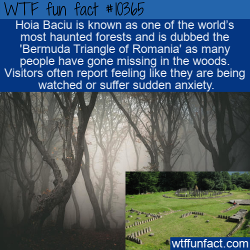 spooky place - Wtf fun fact Hoia Baciu is known as one of the world's most haunted forests and is dubbed the "Bermuda Triangle of Romania' as many people have gone missing in the woods. Visitors often report feeling they are being watched or suffer sudden