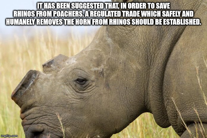 rhino poaching - It Has Been Suggested That, In Order To Save Rhinos From Poachers. A Regulated Trade Which Safely And Humanely Removes The Horn From Rhinos Should Be Established. imgflip.com