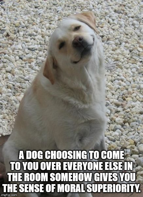 dog smiling lab - A Dog Choosing To Come To You Over Everyone Else In The Room Somehow Gives You The Sense Of Moral Superiority. imgflip.com