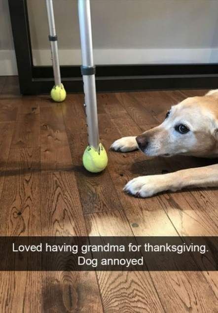 Dog - Loved having grandma for thanksgiving. Dog annoyed