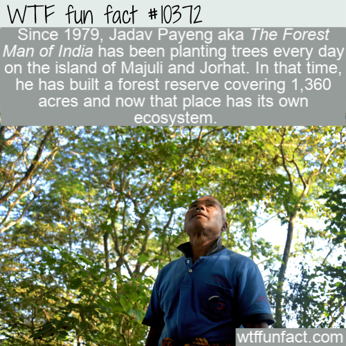 man forest - Wtf fun fact Since 1979, Jadav Payeng aka The Forest Man of India has been planting trees every day on the island of Majuli and Jorhat. In that time, he has built a forest reserve covering 1,360 acres and now that place has its own ecosystem.