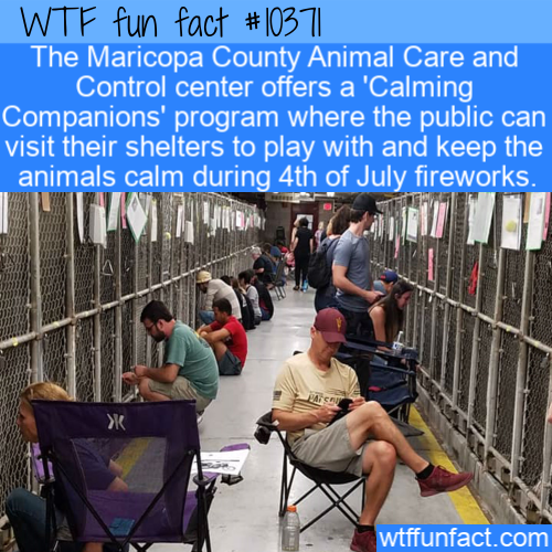 people comfort shelter animals during fireworks - Wtf fun fact || The Maricopa County Animal Care and Control center offers a 'Calming Companions' program where the public can visit their shelters to play with and keep the animals calm during 4th of July 