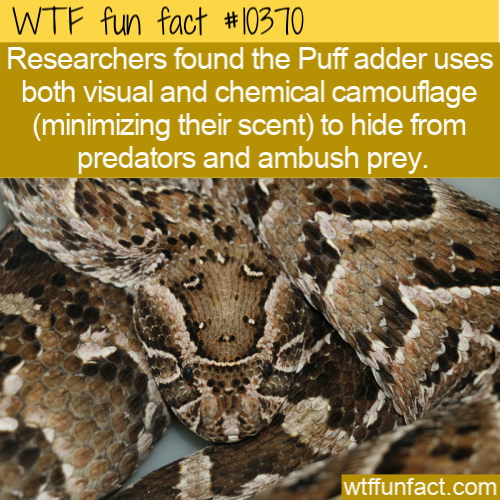 serpent - Wtf fun fact Researchers found the Puffadder uses both visual and chemical camouflage minimizing their scent to hide from predators and ambush prey. wtffunfact.com