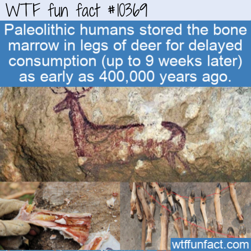 rock art catalonia - Wtf fun fact Paleolithic humans stored the bone marrow in legs of deer for delayed consumption up to 9 weeks later as early as 400,000 years ago. wtffunfact.com