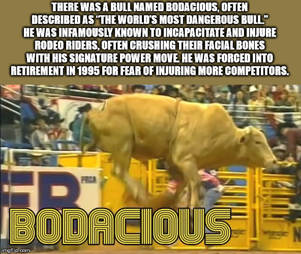 bull - There Was A Bull Named Bodacious, Often Described As 'The World'S Most Dangerous Bull" He Was Infamously Known To Incapacitate And Injure Rodeo Riders, Often Crushing Their Facial Bones With His Signature Power Move. He Was Forced Into Retirement I