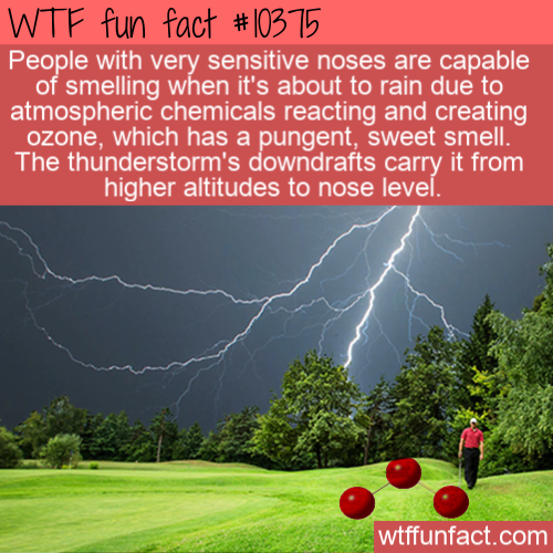 nature - Wtf fun fact People with very sensitive noses are capable of smelling when it's about to rain due to atmospheric chemicals reacting and creating ozone, which has a pungent, sweet smell. The thunderstorm's downdrafts carry it from higher altitudes
