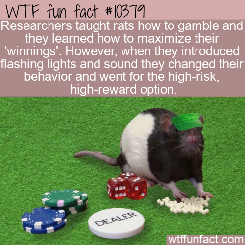 grass - Wtf fun fact Researchers taught rats how to gamble and they learned how to maximize their 'winnings'. However, when they introduced flashing lights and sound they changed their behavior and went for the highrisk, highreward option. Dealer wtffunfa