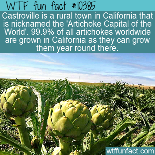 vegetation - Wtf fun fact Castroville is a rural town in California that is nicknamed the 'Artichoke Capital of the World'. 99.9% of all artichokes worldwide are grown in California as they can grow them year round there. wtffunfact.com