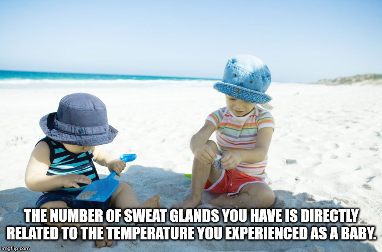 vacation - The Number Of Sweat Glands You Have Is Directly Related To The Temperature You Experienced As A Baby. imgflip.com