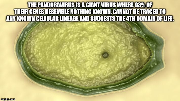 willy wonka meme template - The Pandoravirus Is A Giant Virus Where 93% Of Their Genes Resemble Nothing Known, Cannot Be Traced To Any Known Cellular Lineage And Suggests The 4TH Domain Of Life. imgflip.com