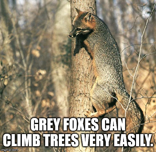 gray fox in tree - Grey Foxes Can Climb Trees Very Easily. imgflip.com