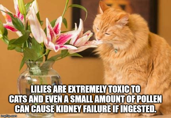 photo caption - Lilies Are Extremely Toxic To Cats And Even A Small Amount Of Pollen Can Cause Kidney Failure If Ingested. imgflip.com