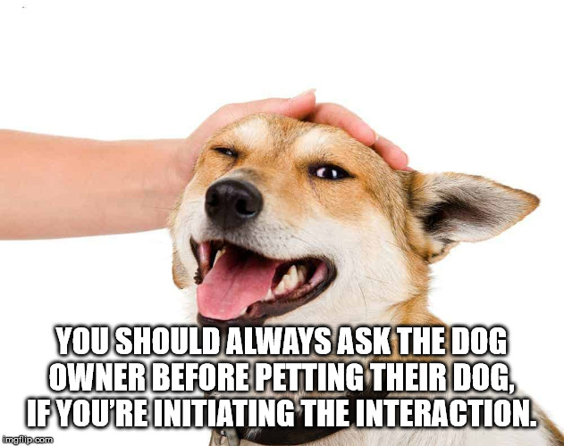you mean to tell me - You Should Always Ask The Dog Owner Before Petting Their Dog, If You'Re Initiating The Interaction. imgflip.com