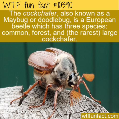 pest - Wtf fun fact The cockchafer, also known as a Maybug or doodlebug, is a European beetle which has three species common, forest, and the rarest large cockchafer. wtffunfact.com