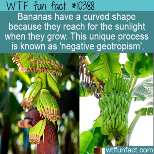 banana - Wtf fun fact Bananas have a curved shape because they reach for the sunlight when they grow. This unique process is known as 'negative geotropism'. dan wtffunfact.com