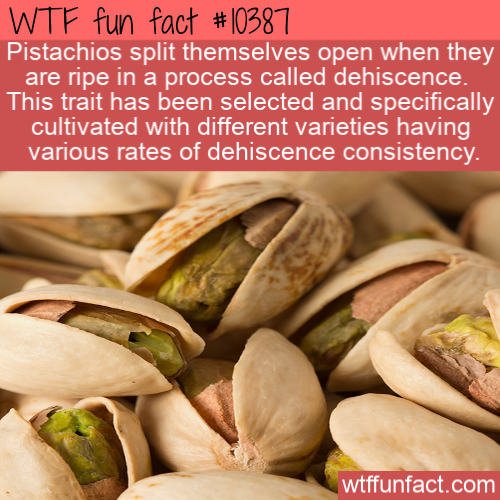 natural foods - Wtf fun fact Pistachios split themselves open when they are ripe in a process called dehiscence. This trait has been selected and specifically cultivated with different varieties having various rates of dehiscence consistency. wtffunfact.c