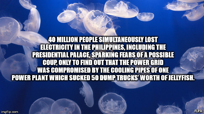 jellyfish - 40 Million People Simultaneously Lost Electricity In The Philippines, Including The Presidential Palace, Sparking Fears Of A Possible Coup, Only To Find Out That The Power Grid Was Compromised By The Cooling Pipes Of One Power Plant Which Suck