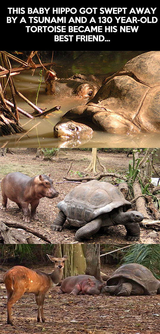 owen and mzee - This Baby Hippo Got Swept Away By A Tsunami And A 130 YearOld Tortoise Became His New Best Friend...