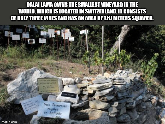 dalai lama's vineyard three vines switzerland - Dalai Lama Owns The Smallest Vineyard In The World, Which Is Located In Switzerland. It Consists Of Only Three Vines And Has An Area Of 1.67 Meters Souared. Vom Sa Trois Princesses royales en ballade imgflip