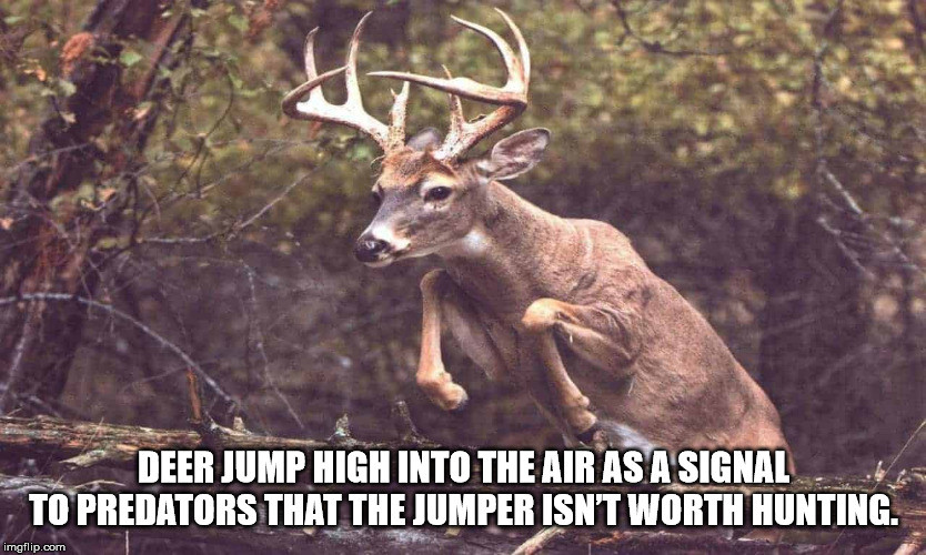 wildlife - Deer Jump High Into The Air As A Signal To Predators That The Jumper Isnt Worth Hunting. imgflip.com