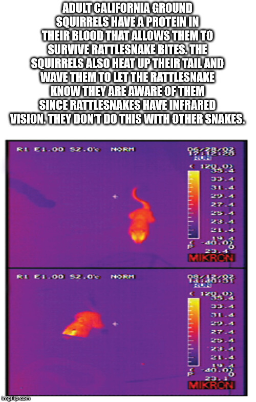 snake infrared - Adult California Ground Squirrels Have A Protein In Their Blood That Allows Them To Survive Rattlesnake Bites. The Squirrels Also Heat Up Their Tailand Wave Them To Let The Rattlesnake Know They Are Aware Of Them Since Rattlesnakes Have I