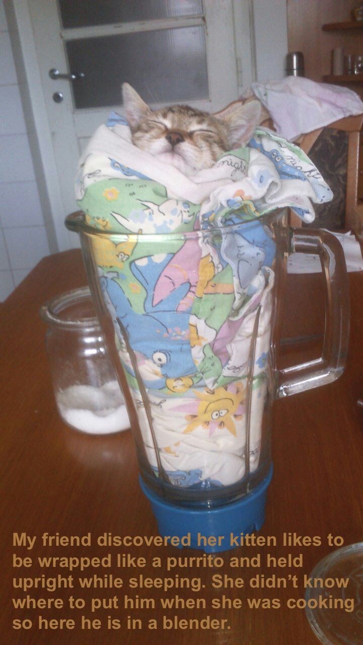 cat in blender - My friend discovered her kitten to be wrapped a purrito and held upright while sleeping. She didn't know where to put him when she was cooking so here he is in a blender.