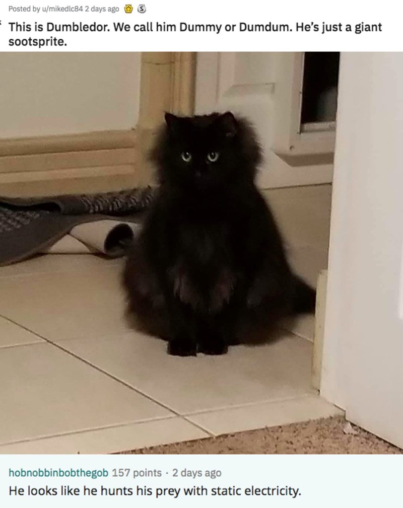 photo caption - Posted by umikedlc84 2 days ago S This is Dumbledor. We call him Dummy or Dumdum. He's just a giant sootsprite. hobnobbinbobthegob 157 points 2 days ago He looks he hunts his prey with static electricity.