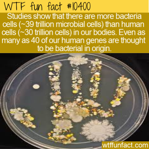 Wtf fun fact Studies show that there are more bacteria cells ~39 trillion microbial cells than human cells ~30 trillion cells in our bodies. Even as many as 40 of our human genes are thought to be bacterial in origin. wtffunfact.com