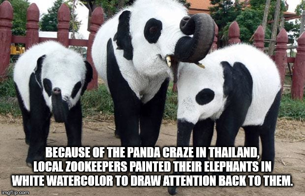 Because Of The Panda Craze In Thailand. Local Zookeepers Painted Their Elephants In White Watercolor To Draw Attention Back To Them. imgflip.com
