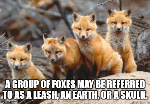 troop of foxes - A Group Of Foxes May Be Referred To As A Leash, An Earth, Or A Skulk. imgflip.com