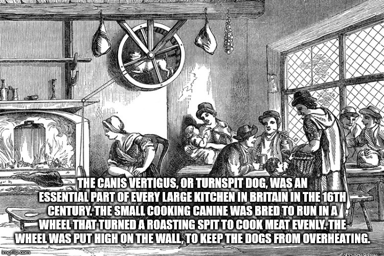 turn spit dog - Mumm Wwmwwww Lunya H Bl Wall. The Canis Vertigus, Or Turnspit Dog, Was Ann Essential Part Of Every Large Kitchen In Britain In The 16TH Century. The Small Cooking Canine Was Bred To Run In A C Wheel That Turned A Roasting Spit To Cook Meat