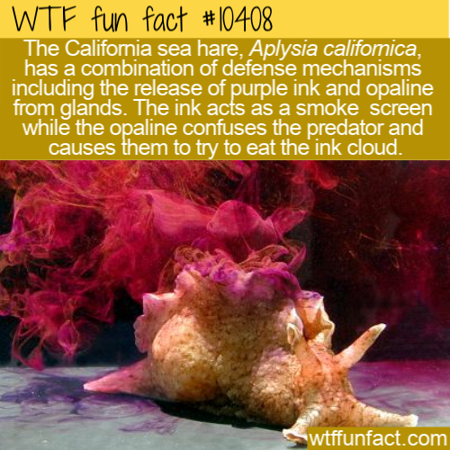 aplysia sea slug - Wtf fun fact The California sea hare, Aplysia califomica, has a combination of defense mechanisms including the release of purple ink and opaline from glands. The ink acts as a smoke screen while the opaline confuses the predator and ca