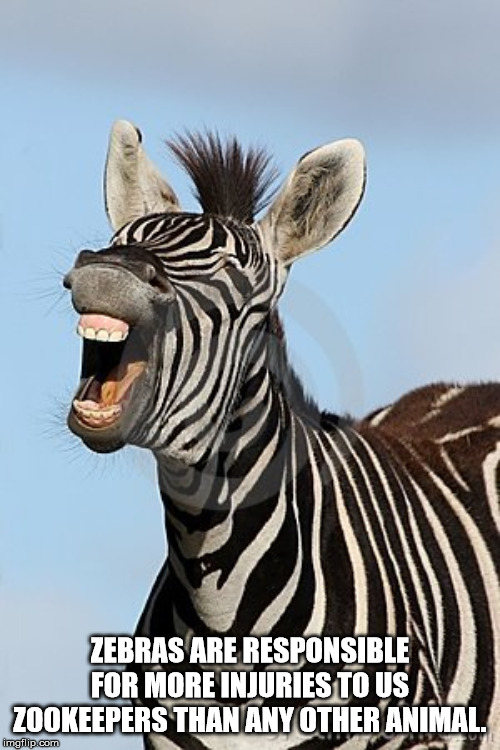 zebra mouth - Zebras Are Responsible For More Injuries Tous Zookeepers Than Any Other Animal. imgflip.com