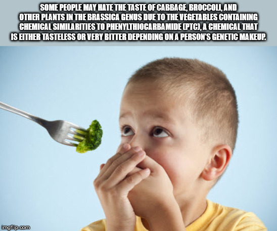 kids not eating vegetables - Some People May Hate The Taste Of Cabbage, Broccolland Other Plants In The Brassica Genus Due To The Vegetables Containing Chemical Similarities To Phenylthiocarbamide Ptc, A Chemical That Is Either Tasteless Or Very Bitter De