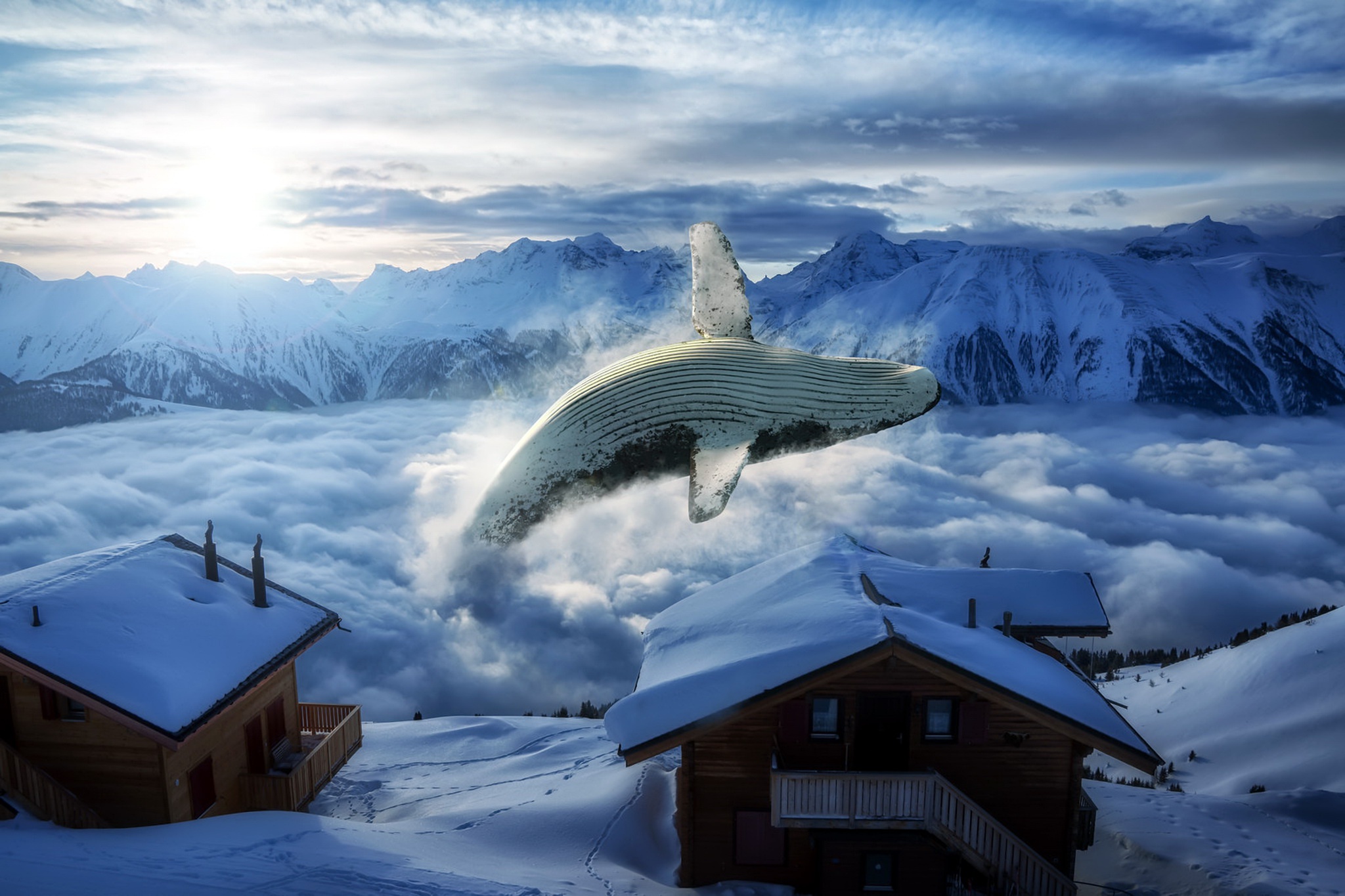 cool pic of a whale snow