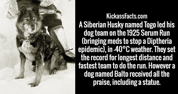 balto and togo - KickassFacts.com A Siberian Husky named Togo led his dog team on the 1925 Serum Run bringing meds to stop a Diptheria epidemic, in 40C weather. They set the record for longest distance and fastest team to do the run. However a dog named B