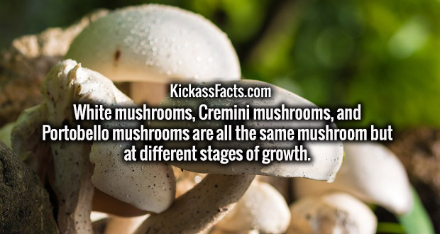 KickassFacts.com White mushrooms, Cremini mushrooms, and Portobello mushrooms are all the same mushroom but at different stages of growth.