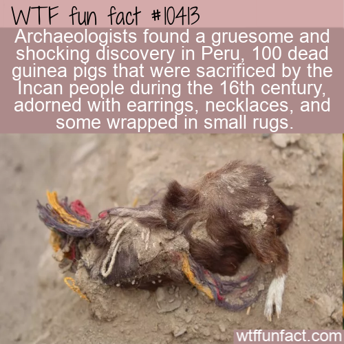 photo caption - Wtf fun fact Archaeologists found a gruesome and shocking discovery in Peru, 100 dead guinea pigs that were sacrificed by the Incan people during the 16th century, adorned with earrings, necklaces, and some wrapped in small rugs. wtffunfac