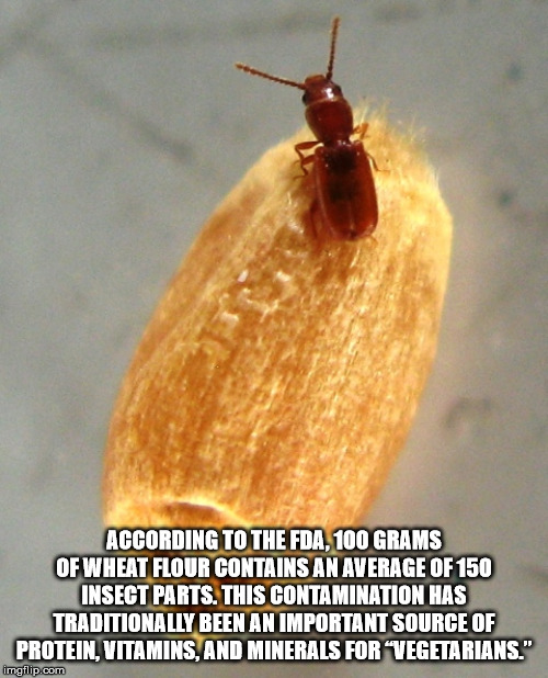 membrane winged insect - According To The Fda, 100 Grams Of Wheat Flour Contains An Average Of 150 Insect Parts. This Contamination Has Traditionally Been An Important Source Of Protein, Vitamins, And Minerals For Vegetarians." imgflip.com